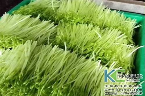 無(wú)土栽培，無(wú)土栽培技術(shù)，無(wú)土栽培設(shè)備