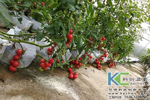 無(wú)土栽培，無(wú)土栽培技術(shù)