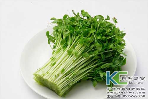 無(wú)土栽培，無(wú)土栽培技術(shù)，無(wú)土栽培設(shè)備