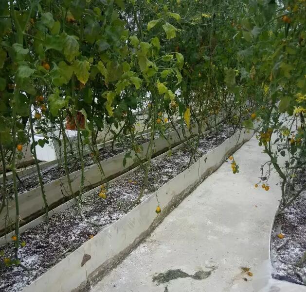 無土栽培，無土栽培技術，無土栽培設備