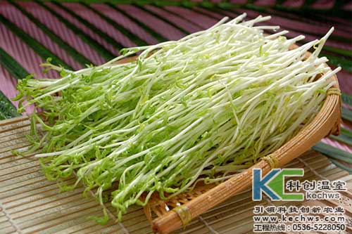 無(wú)土栽培，無(wú)土栽培技術(shù)，無(wú)土栽培設(shè)備
