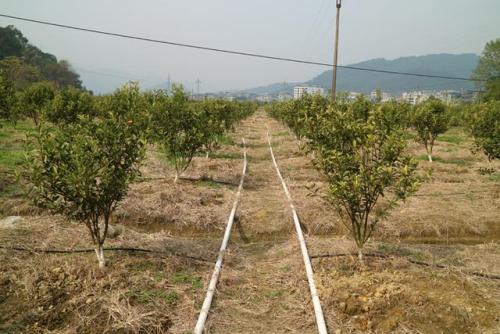 無土栽培，無土栽培技術，無土栽培設備